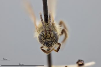Media type: image;   Entomology 773952 Aspect: head frontal view